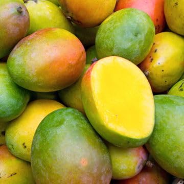 Image of Rare Beverly Mango Plant Fruit After 1-2 Years1 Healthy Grafted Live Plant 2-3 Feet Height PB 49