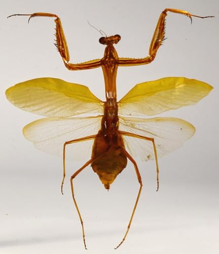 Image of Huge 6.9 inch Real Praying Mantis w /Open Wings in Crystal Clear Lucite Resin Specimen Preserved Animal Insect Bug Taxidermy Collection for Biology Science Education & Desk Ornament Display Paperweight