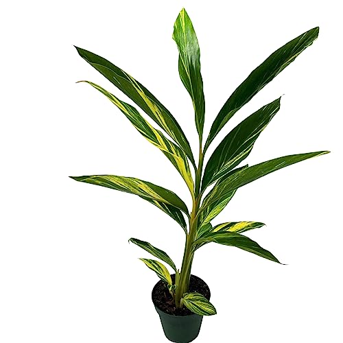 BubbleBlooms Alpinia Zerumbet, Variegated Shell Ginger, Indian Light Galangal, Pink Porcelain Lily, Shell Flower, Atoumau, Yan Shan Jiang, in 2 inch Pot