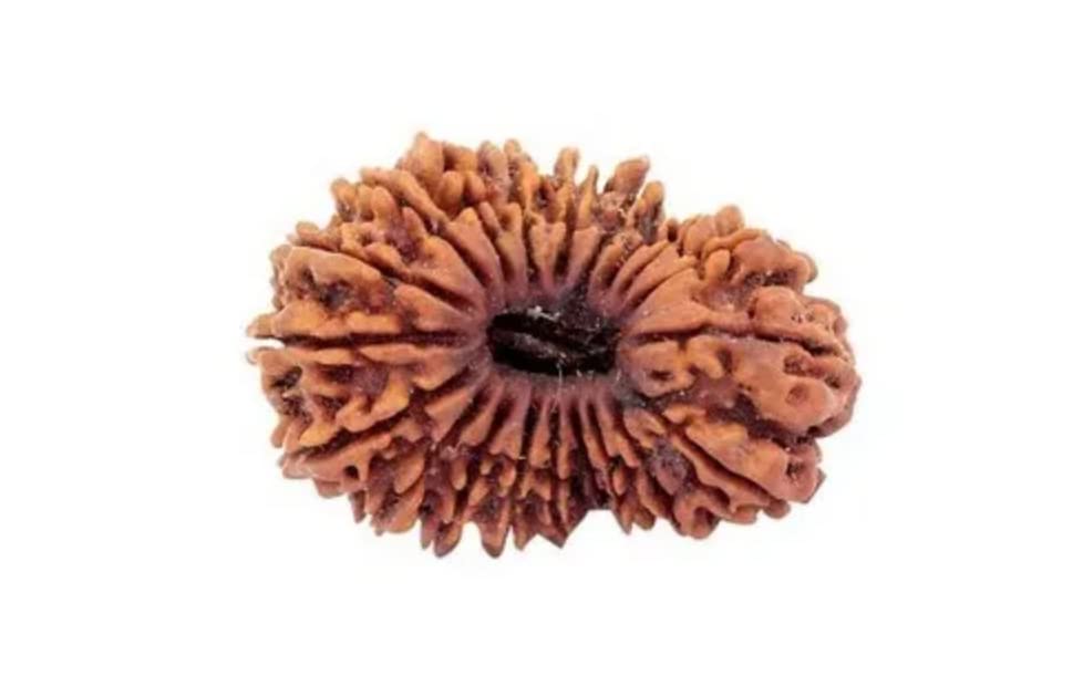 Certified Gems 20 Mukhi Rudraksha Original 24mm With Capping