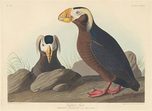 Cuadro en lienzo clásico de Alca copetuda por John Audubon para decoración 60x90cm