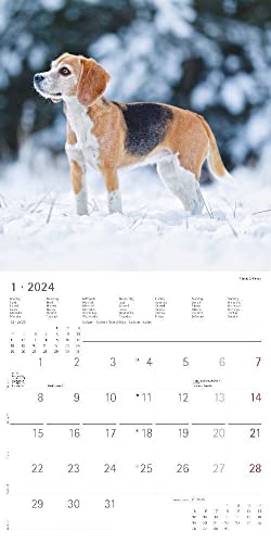 Hunde 2024 - Broschürenkalender 30x30 cm (30x60 geöffnet) - Kalender mit Platz für Notizen - Dogs - Bildkalender - Wandkalender - Hundekalender