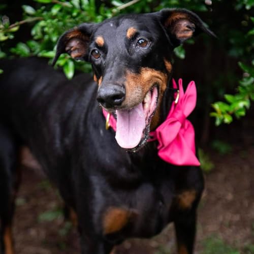Maca Bates Hot Pink Dog Collar with Cute Rose Red Solid Sailor Bow Tie,Small Girl Boy Dogs,Girly Adjustbale Durable Breakaway Soft Collars with Bowtie for Female Male Puppy,Pet with Metal Buckle - Image 3
