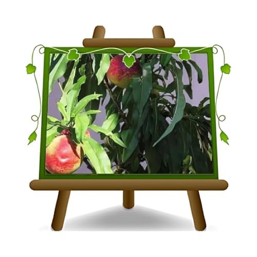 EURO PLANTS VIVAI Pêcher Nain autofertile plante fruitière en pot 20 cm plante fruitière hauteur 60-80 cm - Âge 2 ans