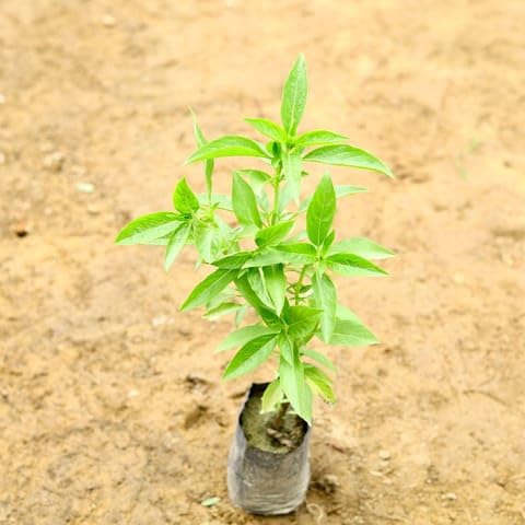 SRI ARAV NURSERY GARDEN Basil (~ 1 Ft) in 5 Inch Nursery Bag-image-18