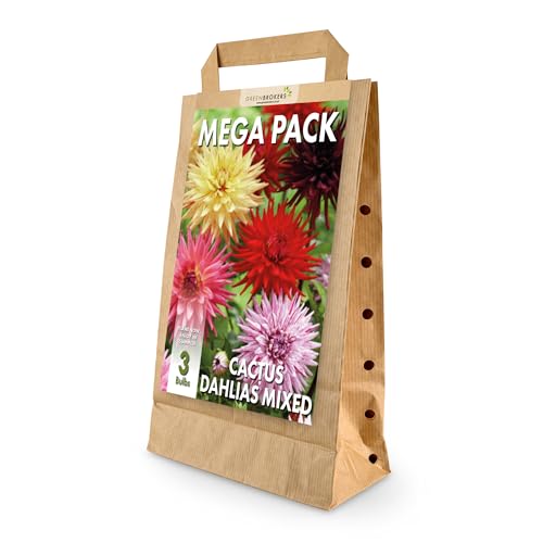 Mega Pack Cactus Dahlias Bulbs | Mixed Summer Flowering Bulbs | Bee & Butterfly Friendly | Eco Packaging | Premium Holland Selection Quality