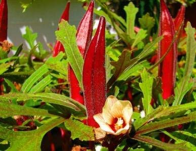 Golden Hills Farm hybrid Okra Red F1 Hybrid Vegetable Seeds (LADIES FINGER) 50+ seeds (B095M912X9) Amazon Price History, Amazon Price Tracker