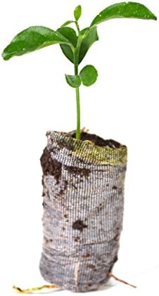 TreesAgain Valencia Orange Tree - Citrus sinensis - Starter Plug (See State Restrictions)