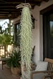 Allterra Tillandsia usneoides de 50 cm, mousse espagnole photo 6