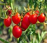 100 Stück rote Tomaten-Gemüsesamen