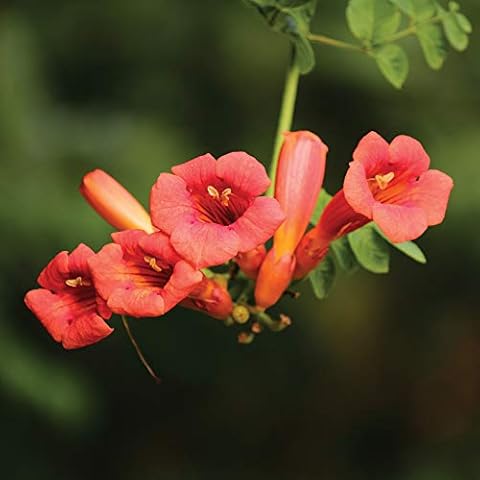 Campsis Madame Galen Trumpet Vine Plant Cover