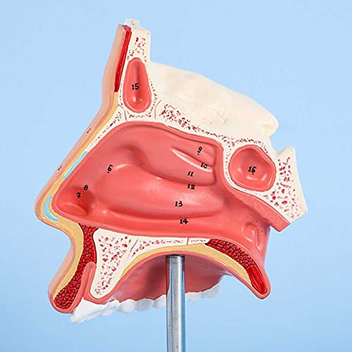Modèle d'anatomie nasale et cavité humaine avec os externes du nez - 5