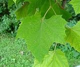 15 American Sycamore (Platanus occidentalis) Seeds