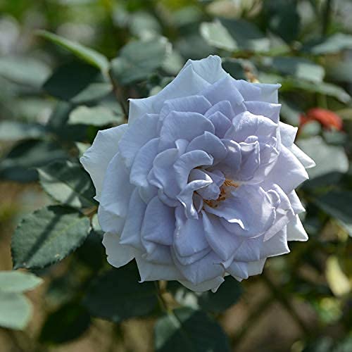 Blue薔薇様 ブルーローズ、枯れないお花！青バラ7本のプリザーブドフラワー