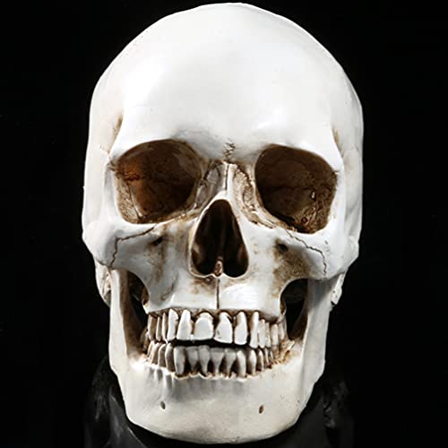 Halloween-Lebensgröße, menschlicher Schädel-Modell- , 1:1 aussehende Totenköpfe, Skelettkopf für Halloween, Bar, Zuhause, Tischdekoration