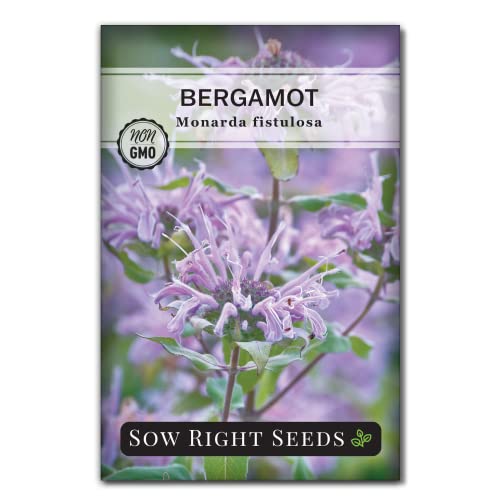 Sow Right Seeds - Bergamot (Bee Balm) Flower Seeds for Planting - Beautiful Flowers to Plant in Your Home Garden - Non-GMO Heirloom Packet with Instructions - Native Wildflower and Medicinal Herb (1)
