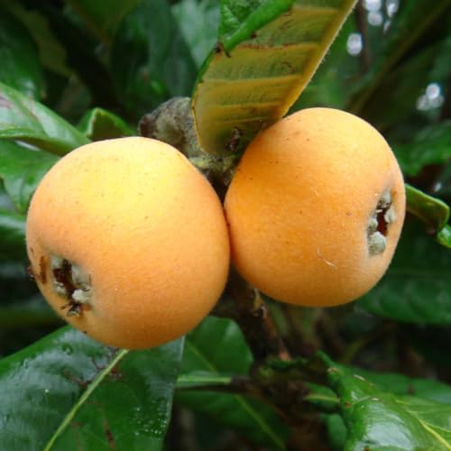 M-Tech Gardens Loquat (Japan plum/Eriobotrya japonica, Hybrid) Exotic 1 Live Fruit Plant