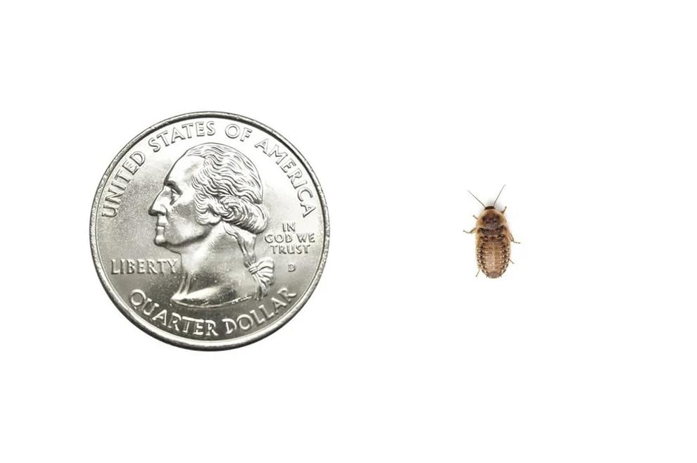 300 Extra Small 1/4 Inch Dubia Roaches Live Ideal for Amphibians & Invertebrates Nutritious & Easy to Keep Live Cockroaches Perfect for Reptiles Birds Rodents Fish and More