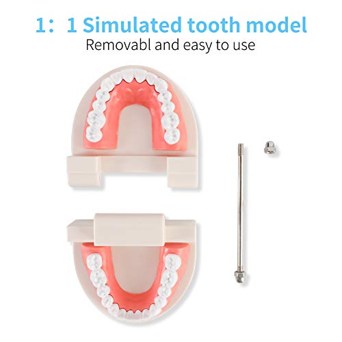 Dental Adult Standard Teeth Model, Typodont Demonstration Denture Model|Mouth Teeth Model Dental Supplies For Kids, Dentist Students, Patient, Teaching, Studying, Displaying, Educating #TOP4