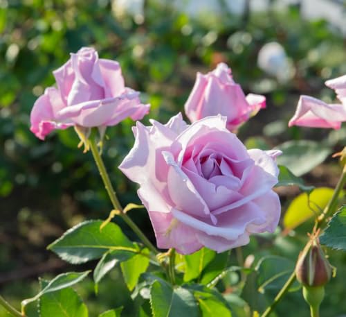 Climbing Rose Plants, 'Blue Moon', 2 x Full Plants in 5 Litre Pots, Rose Bush, Garden Ready and Ready to Plant, Premium Quality Roses