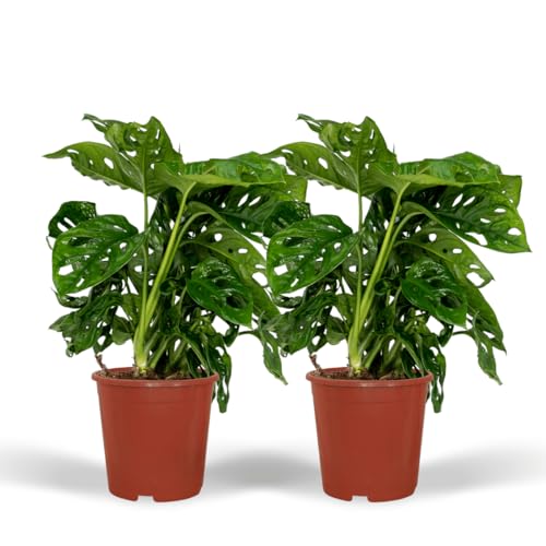 Fensterblatt – Monstera Monkey Leaf – Zimmerpflanze – Ø12 cm – 30 cm – Lochblatt – Pflegeleicht – Tropisches Flair