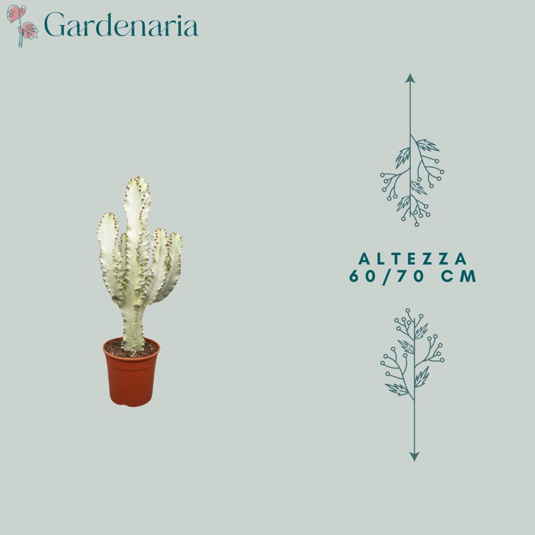 Euphorbia ingens variegata, pianta vera da interno, altezza pianta 60-70 cm, pianta grassa ornamentale, facile da curare