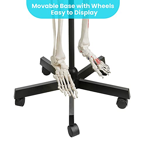 Image of breesky 70.8 Inches Human Skeleton Model for Anatomy - Life Size Medical Human Skeleton Model with Numbered & Painted Muscle Origin and Insertion Points Rolling Stand