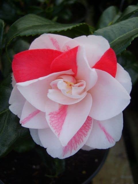 CAMELLIA FLOWER PLANT (B0BV7JG81Y) Amazon Price History, Amazon Price Tracker