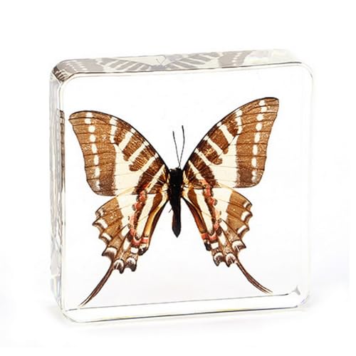 Image of Taxidermy Beetle Butterfly Cicada, Real Bug Insect Specimens in Resin Preserved, Clear for Closer-Look & Study, Science Educational Classroom Specimen, Unique Gift Ornament (E, 3.0x3.0x0.8-inch)