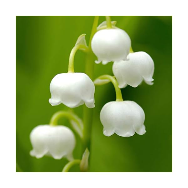 Paul Sebastian Women's Perfume, Fragrance by Paul Sebastian, Day or Night Scent, Eau de Parfum, CASUAL, 4 Fl Oz