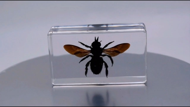 Image of 2.3 inch Real Carpenter Bamboo Bee w /Open Wings in Crystal Clear Lucite Resin Specimen Preserved Insect Taxidermy Collection for Biology Science Education & Desk Ornament Display Supplies Paperweight