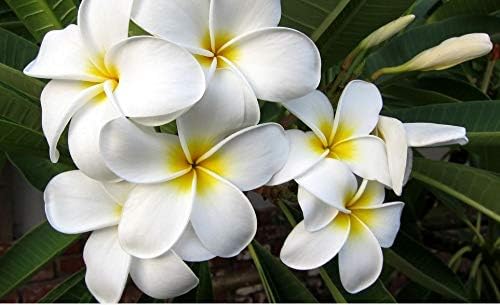 Hawaiian White Plumeria Plant Cutting Discount Hawaiian Gifts