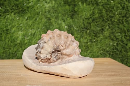 Image of Ammonite Mammites Nodosoides Ammonite Fossil Rare Ammonite Fossil Natural Fossil from Morocco A26