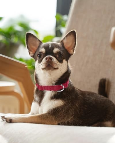 Collar para perro extra pequeño rojo Dynmeow miniatura 6