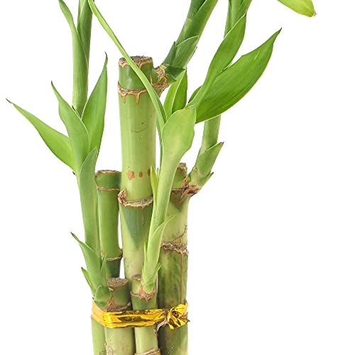 Arcadia LV24 5-Stem Lucky Bamboo, Live Indoor Plant In Aged Wood Planter thumb #3