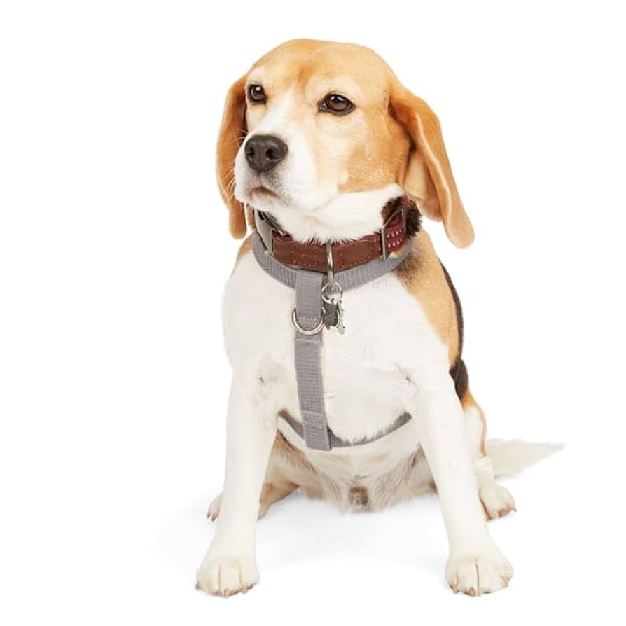Dogdie Amazon.com : Reddy Grey Reflective Dog Harness, Medium : Pet