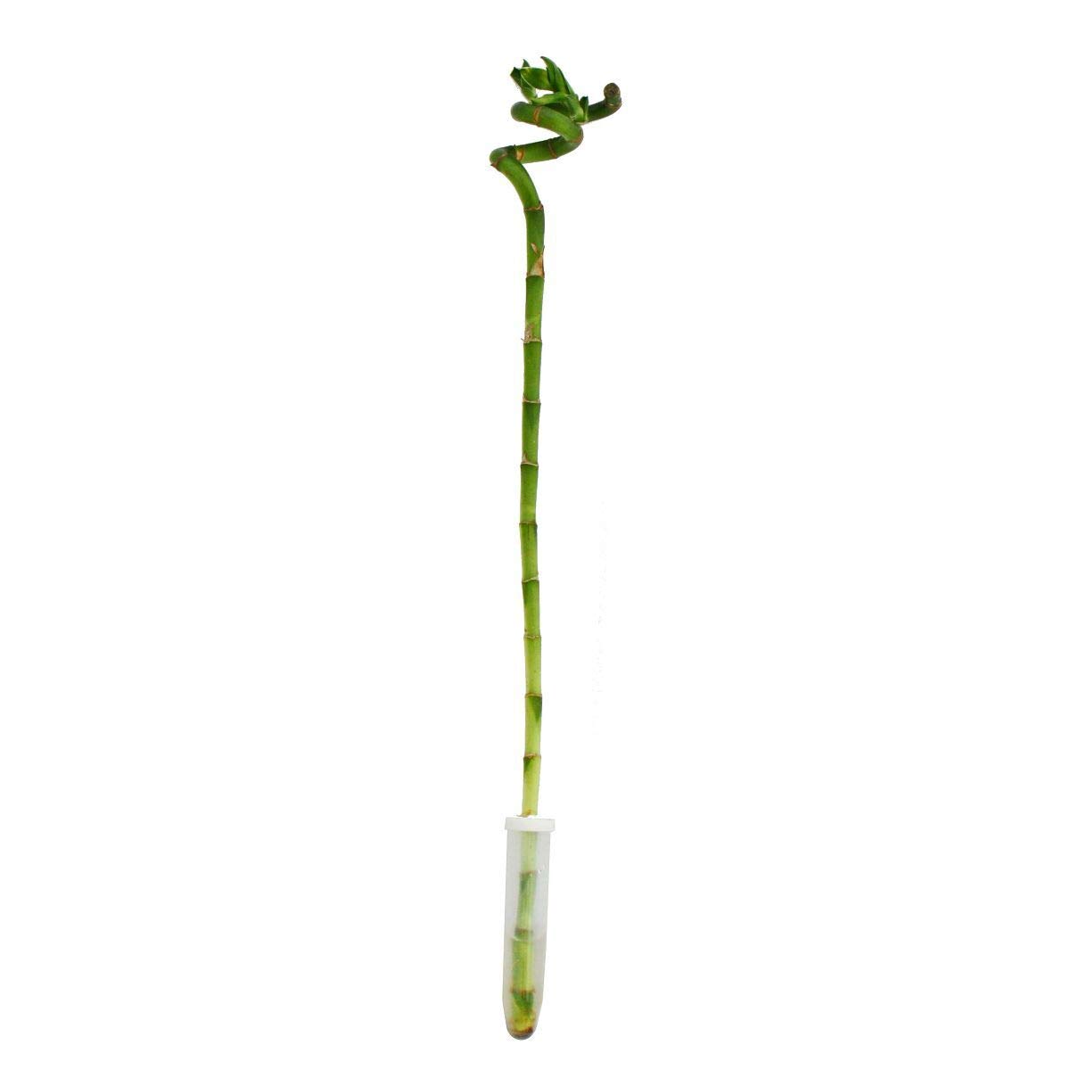 flache blumenksten Quadratische Premium Fiberglas Blumenksten online kaufen  modern, leicht  & wetterfest