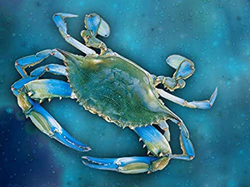 Peinture au diamant 5D crabe complet broderie diamant 30x40 cm