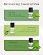 Ankrs Ätherische Öle Set 10x10ml, 100% Naturrein Diffuser Öl, Aromatherapie Essential Oils, Lavendel, Teebaum, Pfefferminz, Zitronengras, Eukalyptus, Zimt, Rose, Ylang-Ylang, Süße Orange, Zitrone
