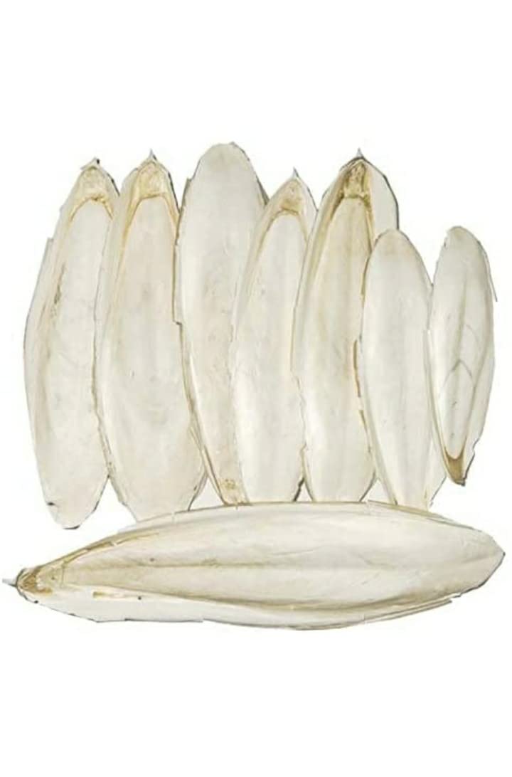 Cuttlefish Bone for Birds Natural Calcium Ideal for(Lovebirds,Parrots,Finches,ETE) kanava NAAKU (100g) (White) (B09PRSJLTQ) Amazon Price History, Amazon Price Tracker