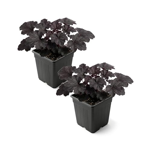 Live Heuchera Coral Bells 2-Pack Black Olive Shade Perennial Foliage Plant 10 Tall 1 Qt Pot