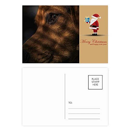 Cartes postales pour chien, lot de 20 illustrations d'animaux de compagnie