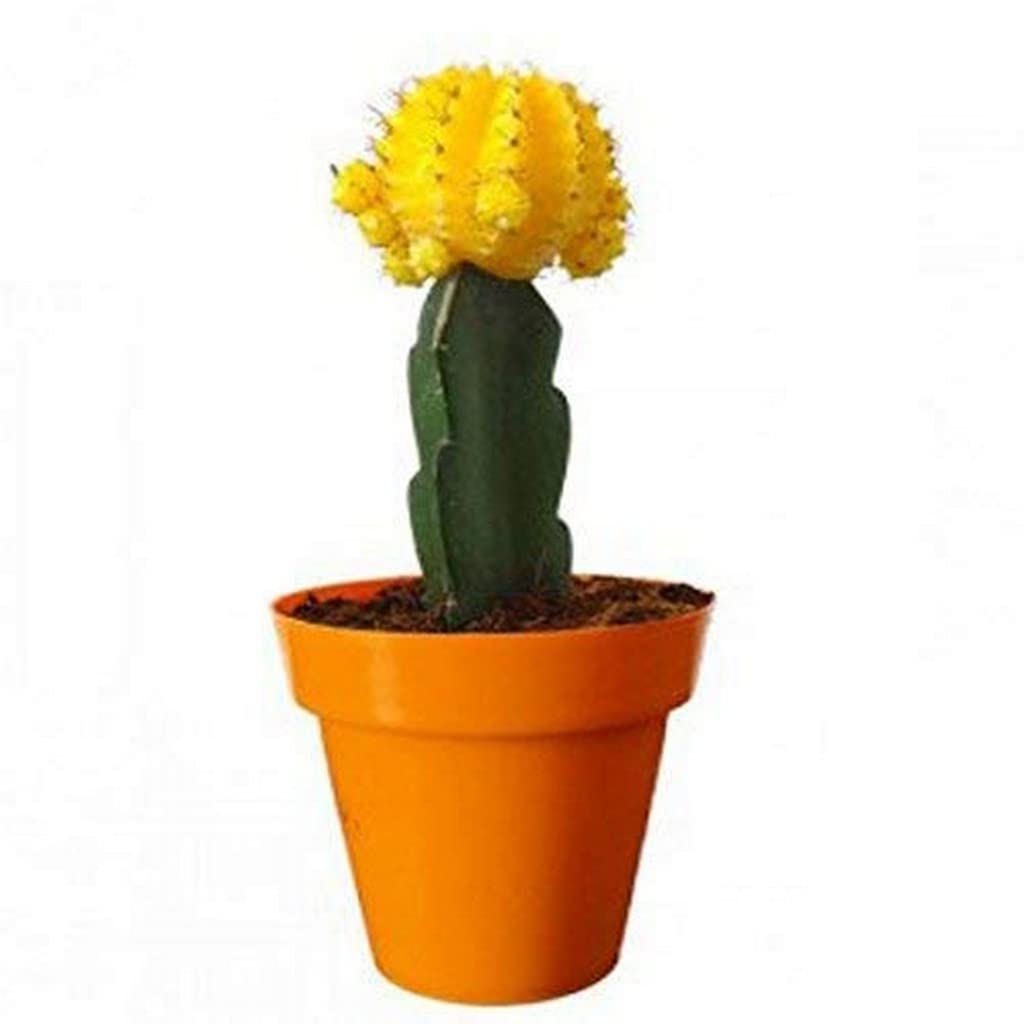 See full amazon price history chart for Creative Farmer Plant For Office Table Moon Cactus Yellow Color Live Plants With Pots Compact|Rounded |Balcony|Bedroom|Balcony Garden (Healthy Plant) Creative Farmer Plant For Office Table Moon Cactus Yellow Color Live Plants With Pots Compact|Rounded |Balcony|Bedroom|Balcony Garden (Healthy Plant) (B09L1D1GFD) Amazon Price History, Amazon Price Tracker