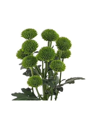 JARDIN202 - Margarita Crisantemo | Flor Natural | Crisantemo Boton Verde | Ramo de 5 tallos | 70cm de alto