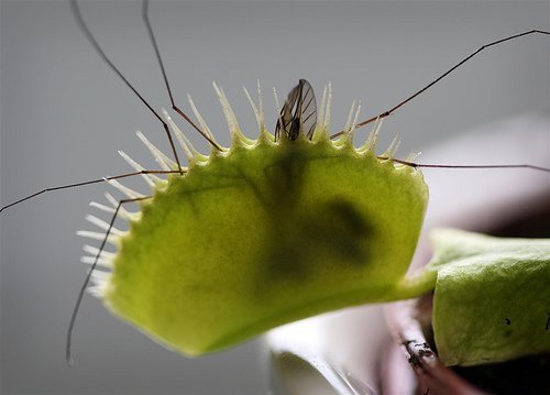 Venus Fly Trap Plant - Carnivorous - 3" Clay Pot #TOP7