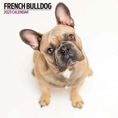 Magnet & Steel Moderner Kalender 2023, Französische Bulldogge, mehrfarbig