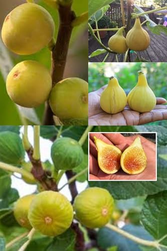 ZXXYANBI Yellow Fig Anjeer Layering/Grafted Fruit Live Plant (Height 1.5-2.5 Feet) (Yellow variety) Fruit After 6 Month Soft, juicy, smooth sweet, honey-like flavor Taste For Home Garden
