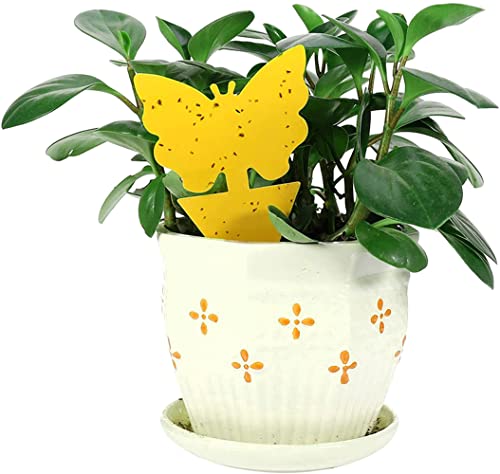 12-pack-Sticky-Fruit-Fly-and-Fungus-Gnat-Trap-Yellow-Sticky-Fly-Traps-Insect-Killer-for-Houseplant-indoor-and-outdoor-plants