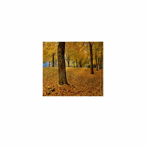 3dRose USA, Oregon, Portland. American Linden Trees in Fall Colors. 11x12...