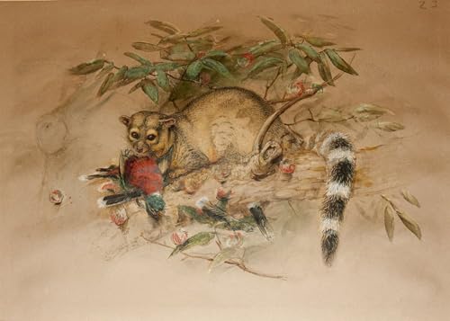 Peinture poster abstraite le bassaris 60x90cm tableau mural salon